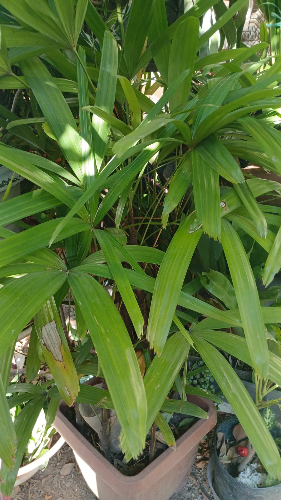 PLANTA NATURAL